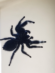 Phidippus audax