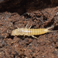 Nicoletiidae