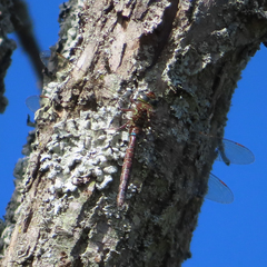Aeshna umbrosa umbrosa