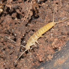Nicoletiidae