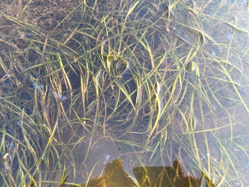 Zostera japonica iNat (2)