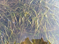 Zostera japonica