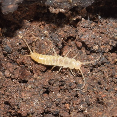 Nicoletiidae