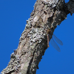 Aeshna umbrosa umbrosa
