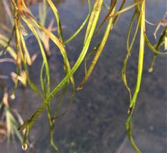 Zostera japonica