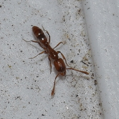 Hypoponera punctatissima