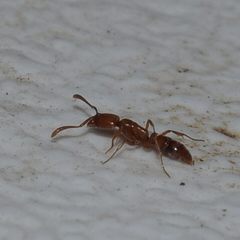 Hypoponera punctatissima