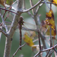 Aeshna umbrosa umbrosa