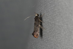 Swammerdamia pyrella