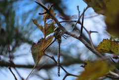 Aeshna umbrosa umbrosa
