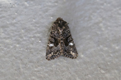 Neumichtis spumigera