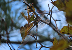 Aeshna umbrosa umbrosa