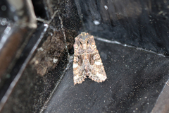 Neumichtis spumigera