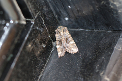 Neumichtis spumigera