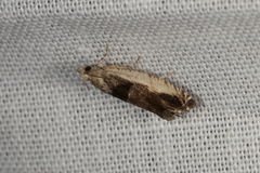 Epinotia ramella