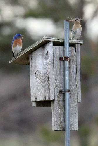 Eastern Bluebird photographed in Massachusetts