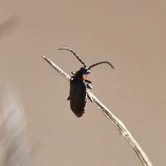 Polemius denticornis