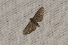 Eupithecia tripunctaria