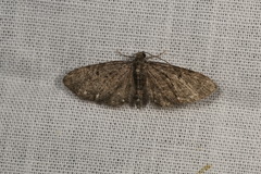 Eupithecia tripunctaria