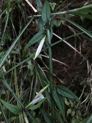 Tripterospermum luzonense