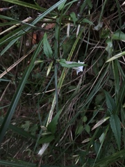 Tripterospermum luzonense