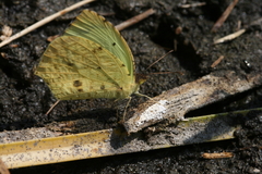 Abaeis salome jamapa