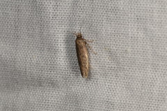 Oecophorinae