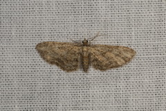Eupithecia inturbata