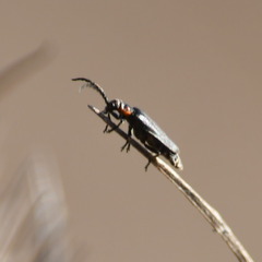 Polemius denticornis