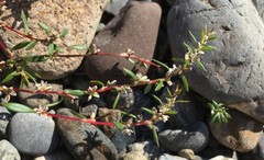 Polygonum nuttallii