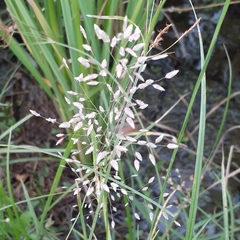 Eragrostis unioloides