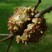 Horned Oak Gall Wasp - Photo (c) 104860852614073572279, some rights reserved (CC BY-NC-SA), uploaded by Lee Elliott