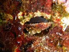 Microlipophrys canevae