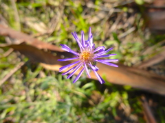 Vittadinia megacephala