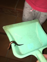 Chalcides coeruleopunctatus