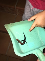 Chalcides coeruleopunctatus