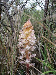 Orobanche artemisiae-campestris