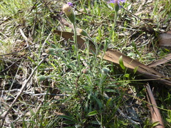 Vittadinia megacephala