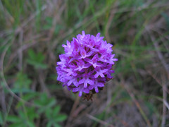 Anacamptis pyramidalis dunensis