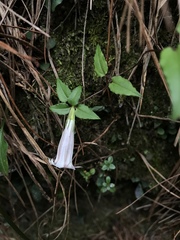 Tripterospermum luzonense