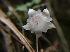 Tripterospermum luzonense