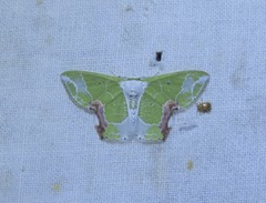 Protuliocnemis partita