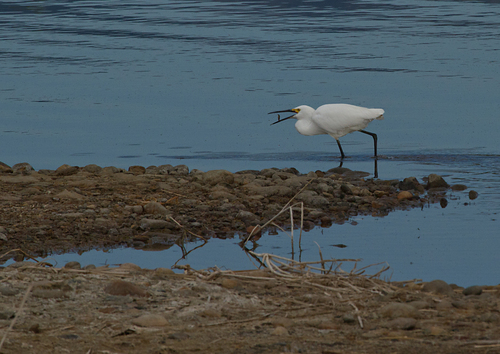 Snowy Egret photographed in Colorado