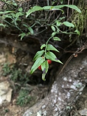 Vaccinium japonicum lasiostemon