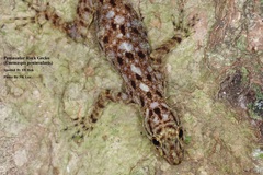 Cnemaspis peninsularis