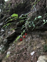Vaccinium japonicum lasiostemon