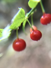 Vaccinium japonicum lasiostemon