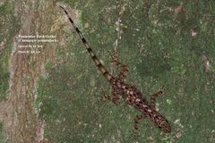 Cnemaspis peninsularis