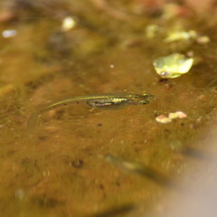 Cnesterodon decemmaculatus