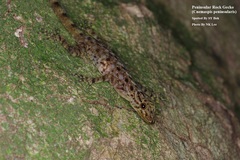 Cnemaspis peninsularis